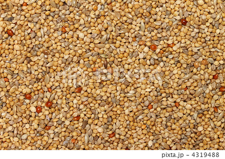 鳥の餌 鳥の餌 4319488