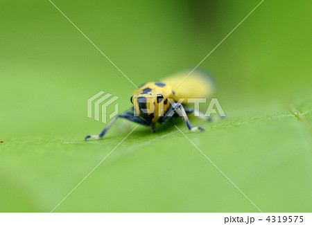 ツマグロオオヨコバイ 4319575