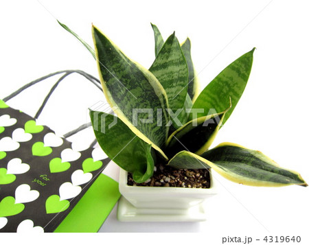 サンスベリア プレゼントイメージ サンスベリア プレゼントイメージ 4319640