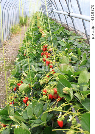 石垣いちご 4319879