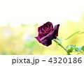 薔薇 4320186