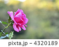 薔薇 4320189