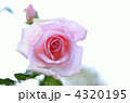 薔薇 4320195