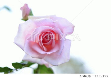 薔薇 薔薇 4320195