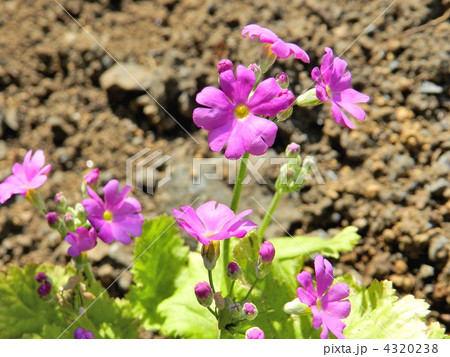 プリムラ・マラコイデス プリムラ・マラコイデス 4320238