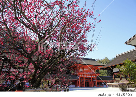 下鴨神社　満開の光琳の梅 4320458