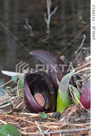 ザゼンソウ ザゼンソウ 4320612