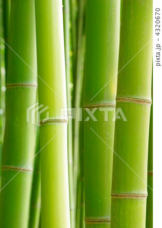 青竹 4320670