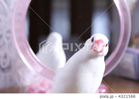 なぁに!?不思議そうに見つめる 文鳥のぶんちゃん なぁに!?不思議そうに見つめる 文鳥のぶんちゃん 4321566