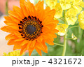 春の花 4321672