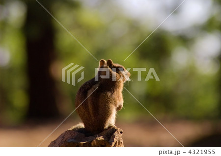 グランドキャニオンのシマリス 4321955