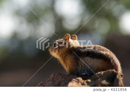 グランドキャニオンのシマリス 4321956