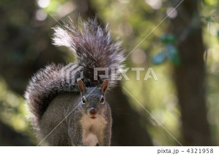 好奇心いっぱいの灰色リス 4321958
