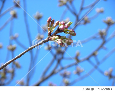 稲毛海岸駅前で今日にも咲きそうな蕾を付けるカワヅザクラ 稲毛海岸駅前で今日にも咲きそうな蕾を付けるカワヅザクラ 4322003