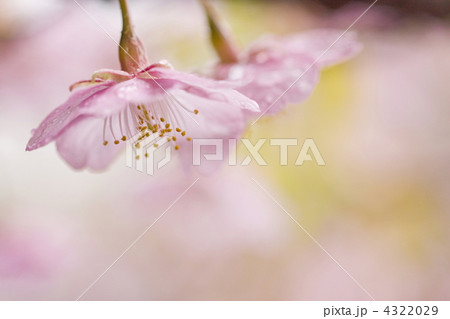 雨に咲く河津桜 雨に咲く河津桜 4322029