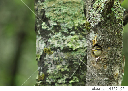 ニュウナイスズメヒナ 4322102