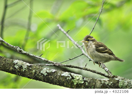 ニュウナイスズメ巣立ち 4322106