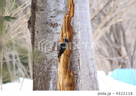 小樽なえぼ公園のクマゲラ 4322118