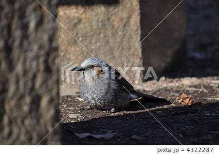 まだ幼いひよどり 4322287