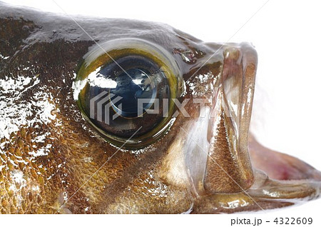 メバル（黒メバル・本メバル） 4322609