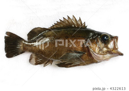 メバル（黒メバル・本メバル） 4322613