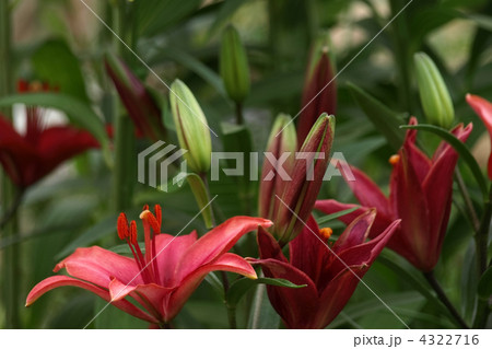 タイニーホープ 4322716