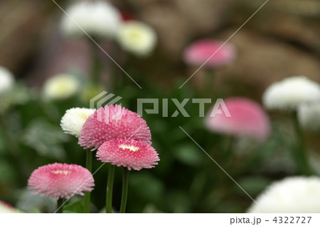 デイジー デイジー 4322727