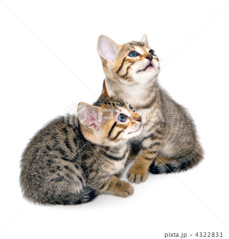 子猫 白バック 子猫 白バック 4322831