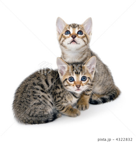 子猫　白バック 4322832