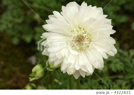 アネモネ 4322833