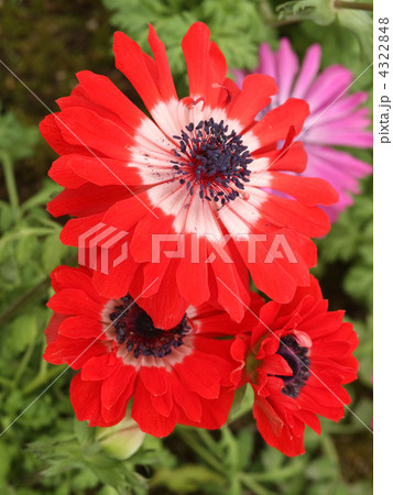 アネモネ 4322848