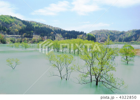 新緑_白川湖_水没林_引き 新緑_白川湖_水没林_引き 4322850