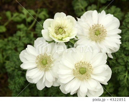 アネモネ 4322851