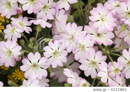 ウンナンサクラソウ 4322861