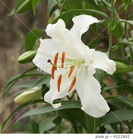 カサブランカ 4322882