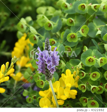 花壇 花壇 4322892