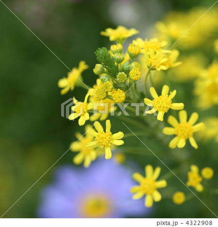 ユリオプス・ゴールデンクラッカー ユリオプス・ゴールデンクラッカー 4322908