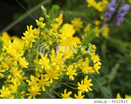 ユリオプス・ゴールデンクラッカー ユリオプス・ゴールデンクラッカー 4322915