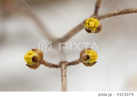 サンシュユの蕾 サンシュユの蕾 4323079