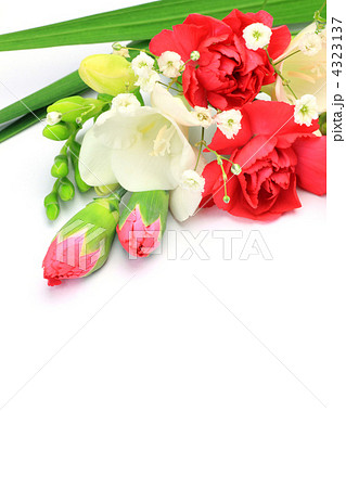 カーネーションとフリージア カーネーションとフリージア 4323137