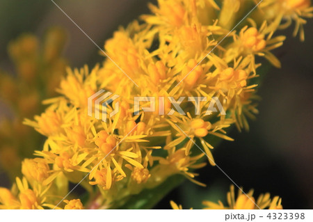 セイタカアワダチソウ 4323398