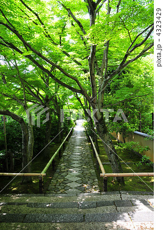 京都光悦寺の新緑 京都光悦寺の新緑 4323429