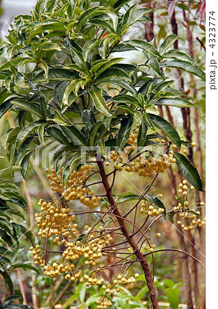 白い万両 白い万両 4323774