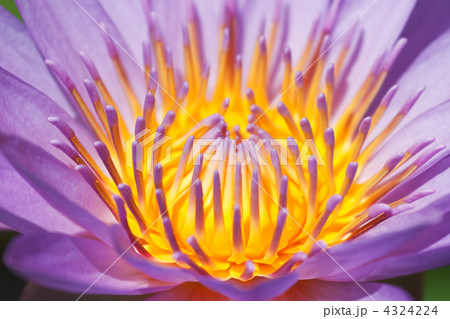 Purple lotus Purple lotus 4324224