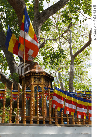 Sri Maha Bodhi Tree Sri Maha Bodhi Tree 4324339