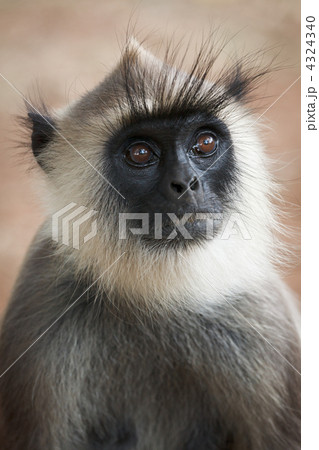 Monkey Monkey 4324340