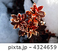 さつきの葉と雪 4324659