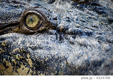Crocodile eye Crocodile eye 4324706