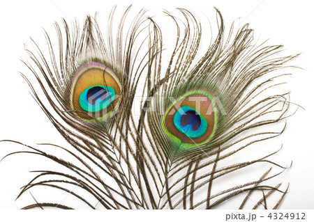 Peacock feather close up Peacock feather close up 4324912
