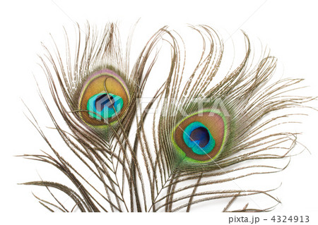 Two peacock feathers close up 4324913